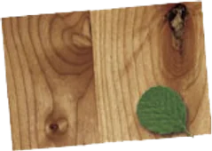 Alder-Knotty veneer sample