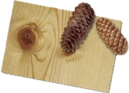 Knotty Pine veneer sample