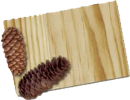Pine veneer sample
